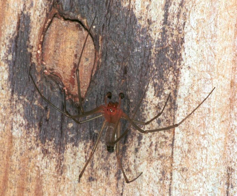 Tetragnatha_ZZ221_F2157_Z_88_Les Gris_Frankrijk.jpg